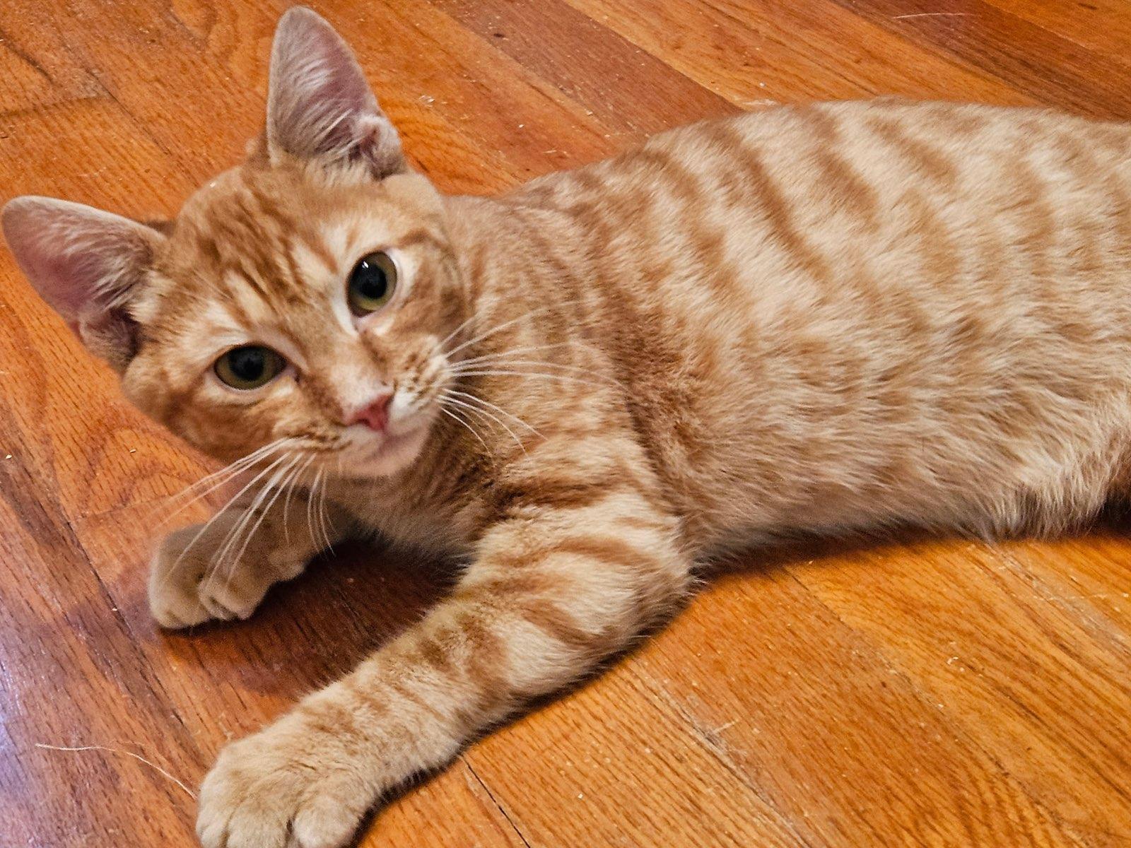 Enlarge Link, a Adoptable Tabby in Stowe, VT image 1/4