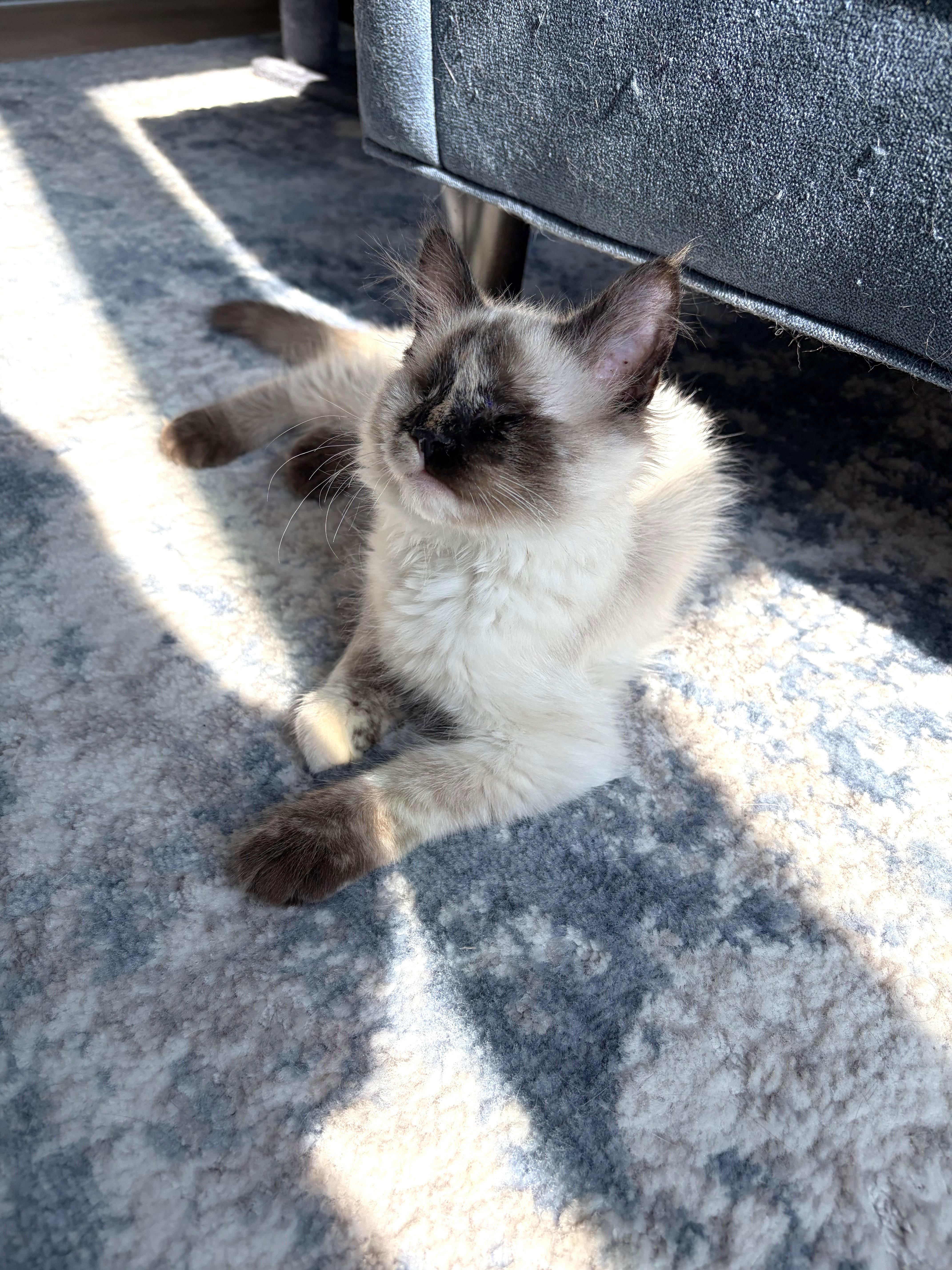 Enlarge Katniss, a Adopted mixed breed in Apex, NC image 3/6