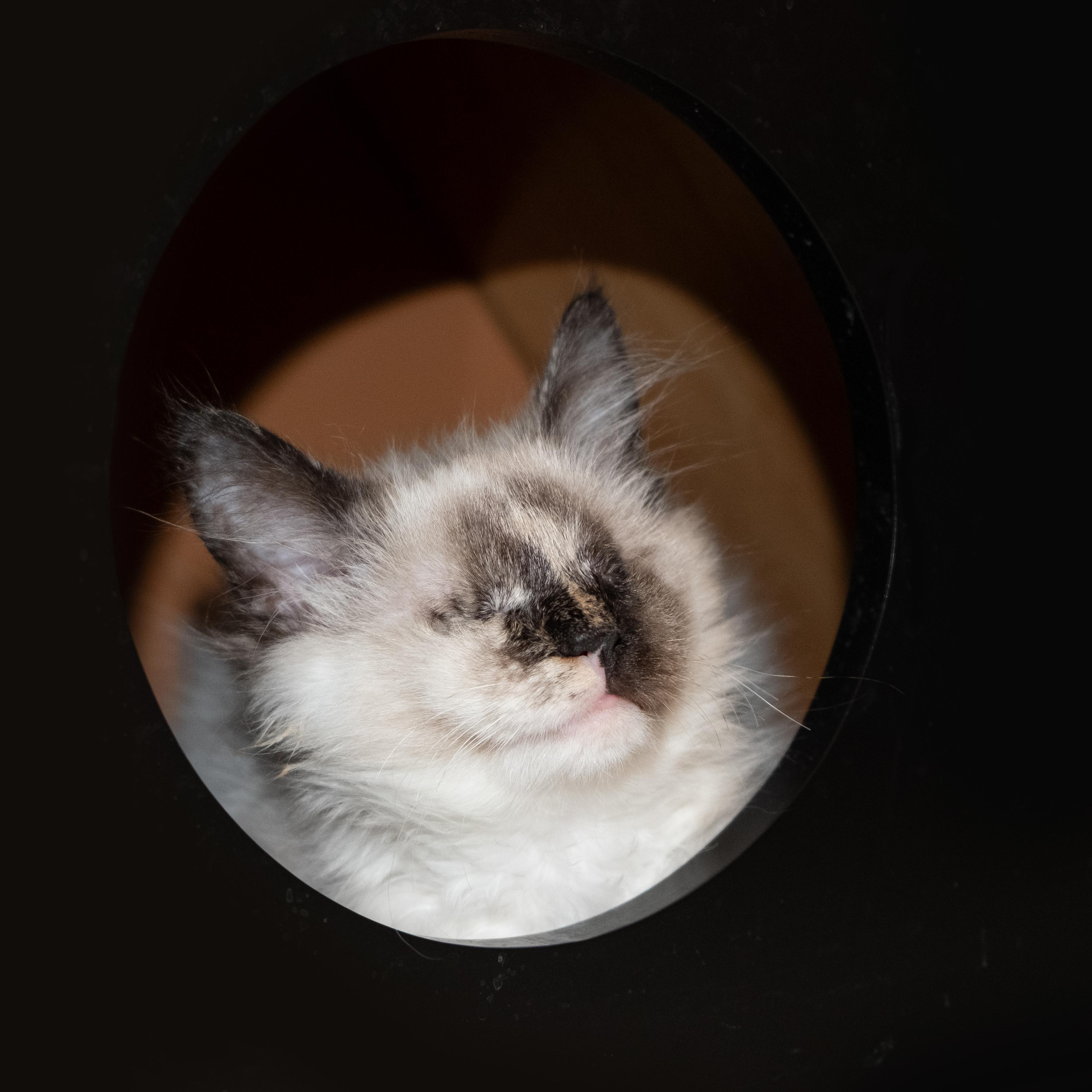 Enlarge Katniss, a Adopted mixed breed in Apex, NC image 5/6