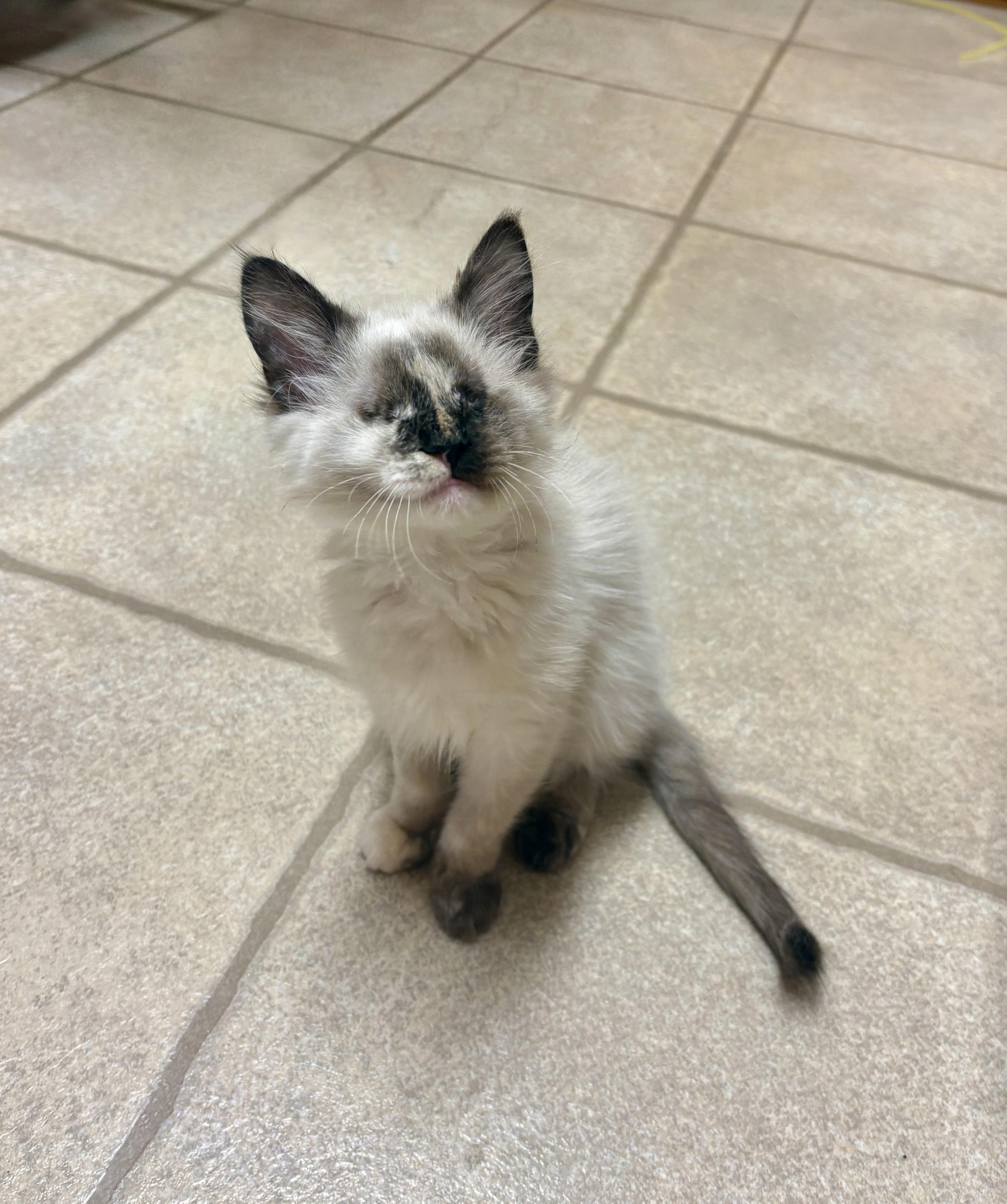 Enlarge Katniss, a Adopted mixed breed in Apex, NC image 2/6