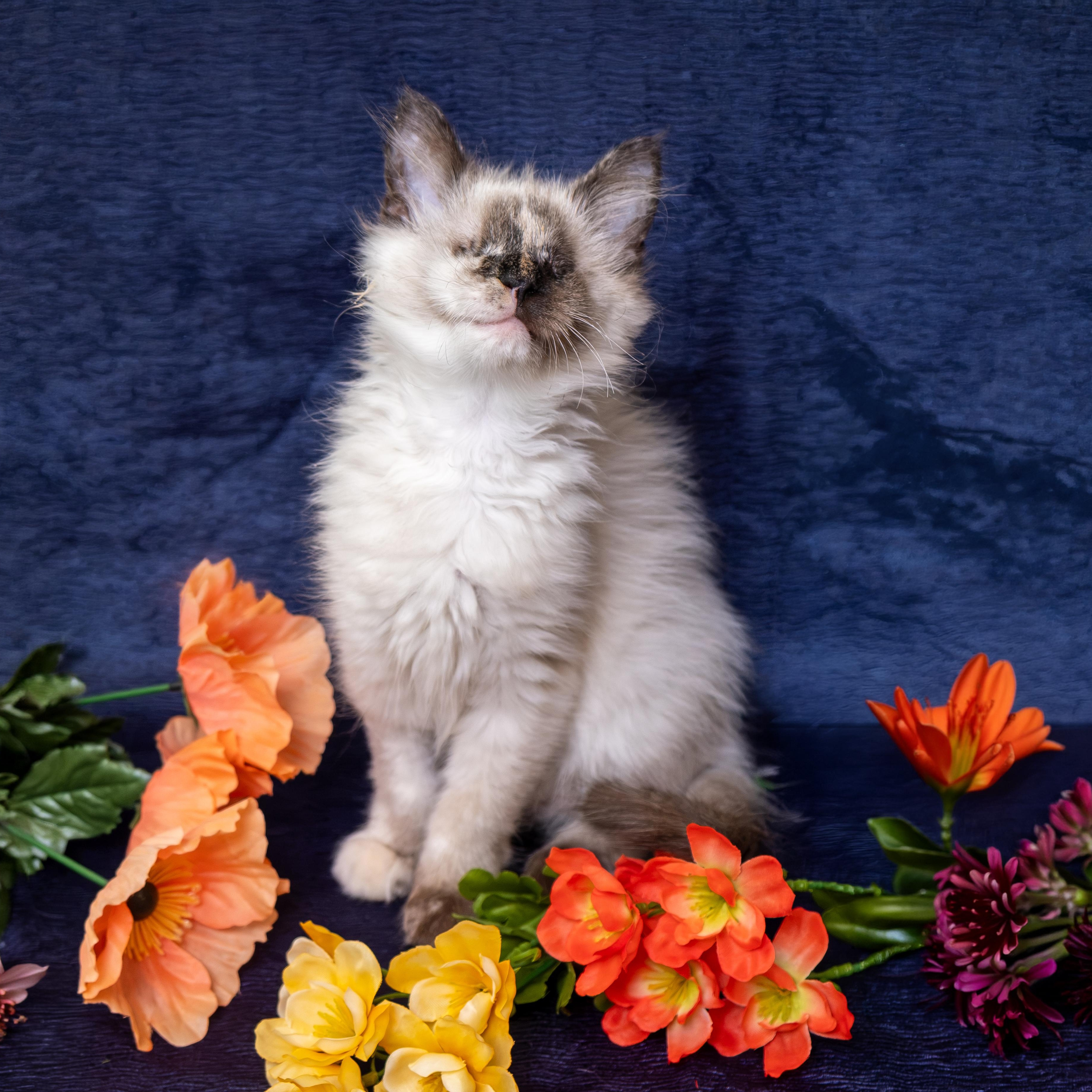 Enlarge Katniss, a Adopted mixed breed in Apex, NC image 6/6