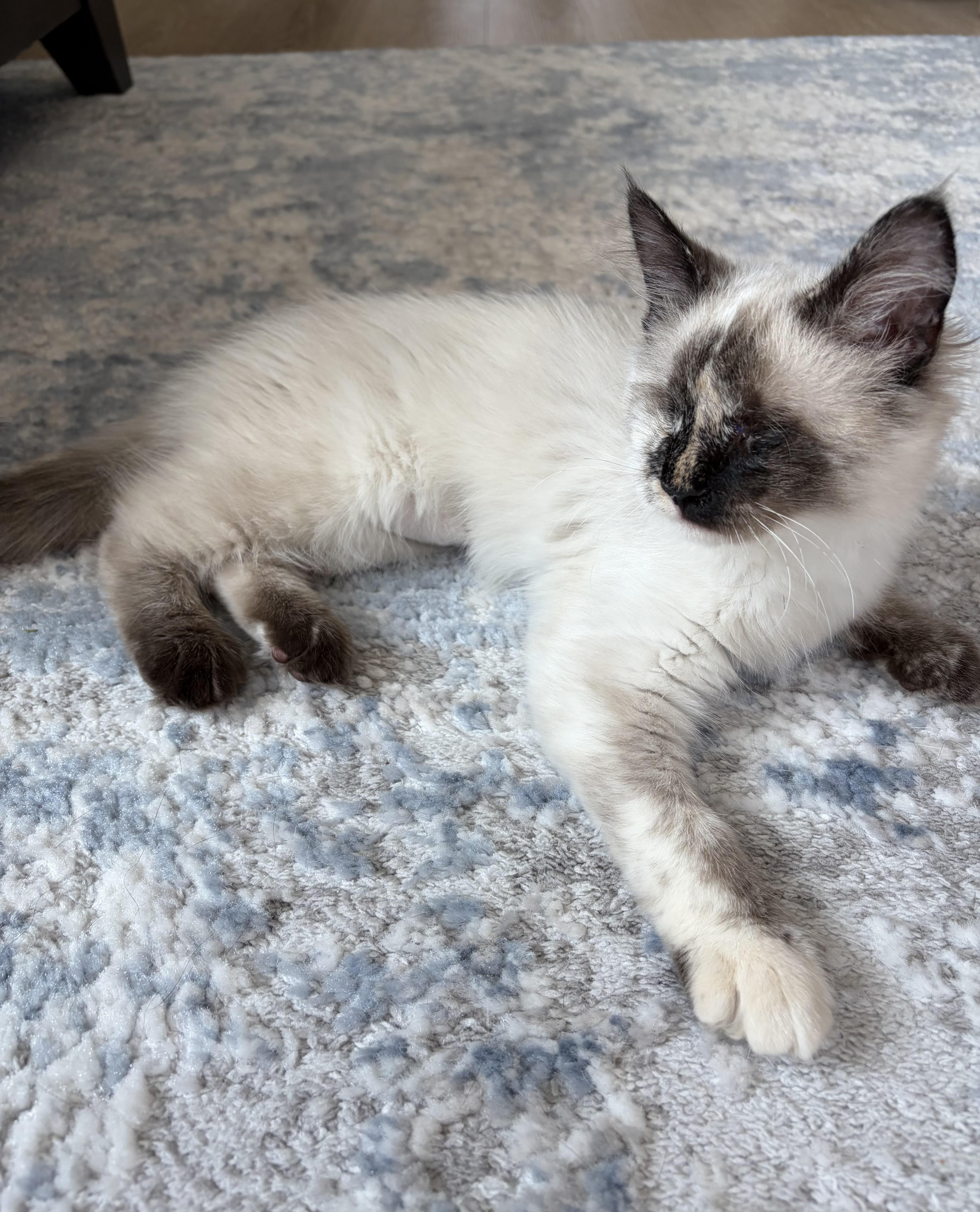 Enlarge Katniss, a Adopted mixed breed in Apex, NC image 4/6