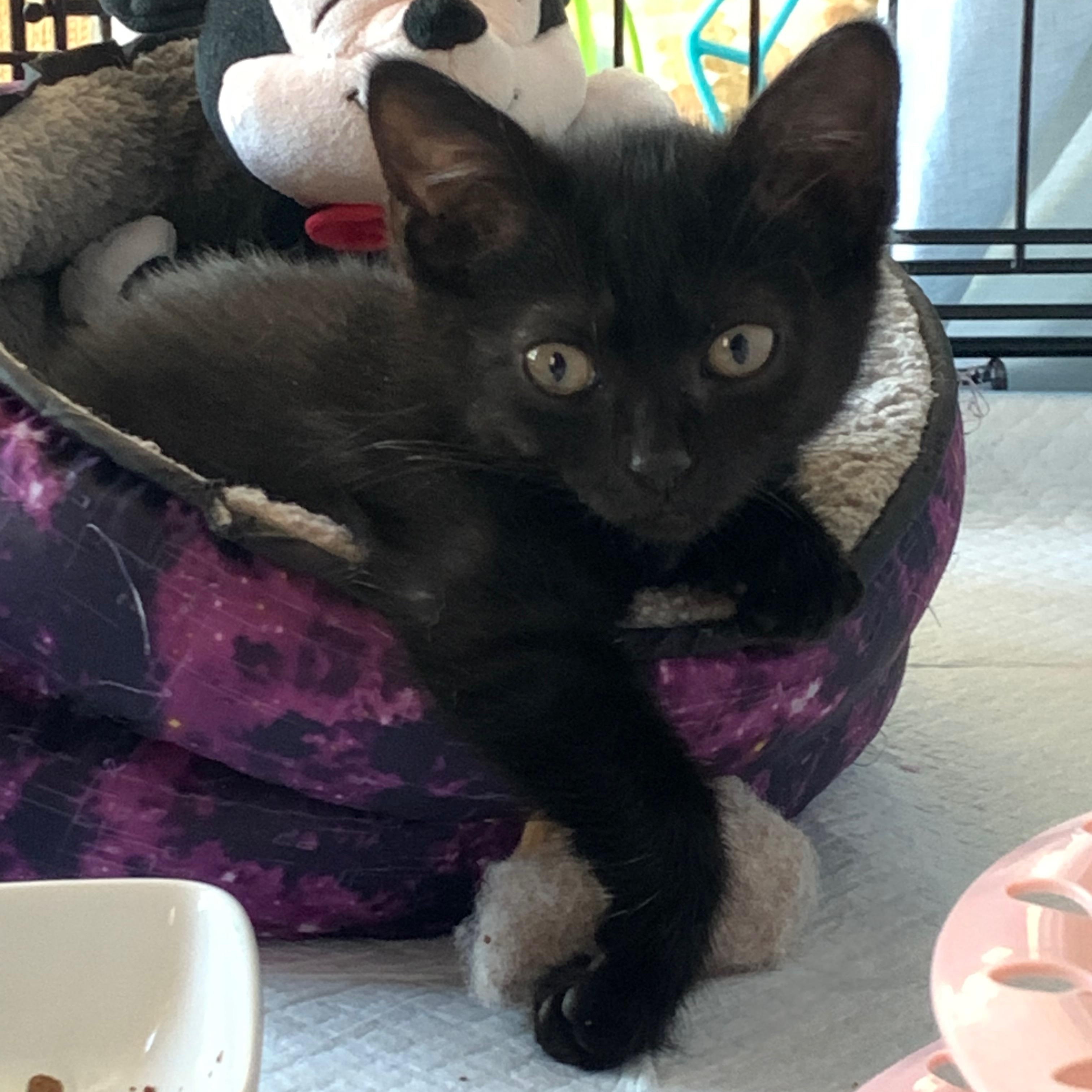 Enlarge Edith, a Adoptable Domestic Short Hair in Roslyn Heights, NY image 1/2