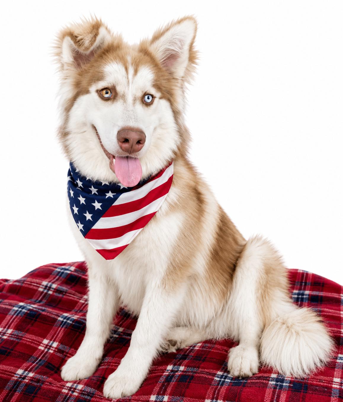 Whiskey, Adoptable, Young Male Border Collie.