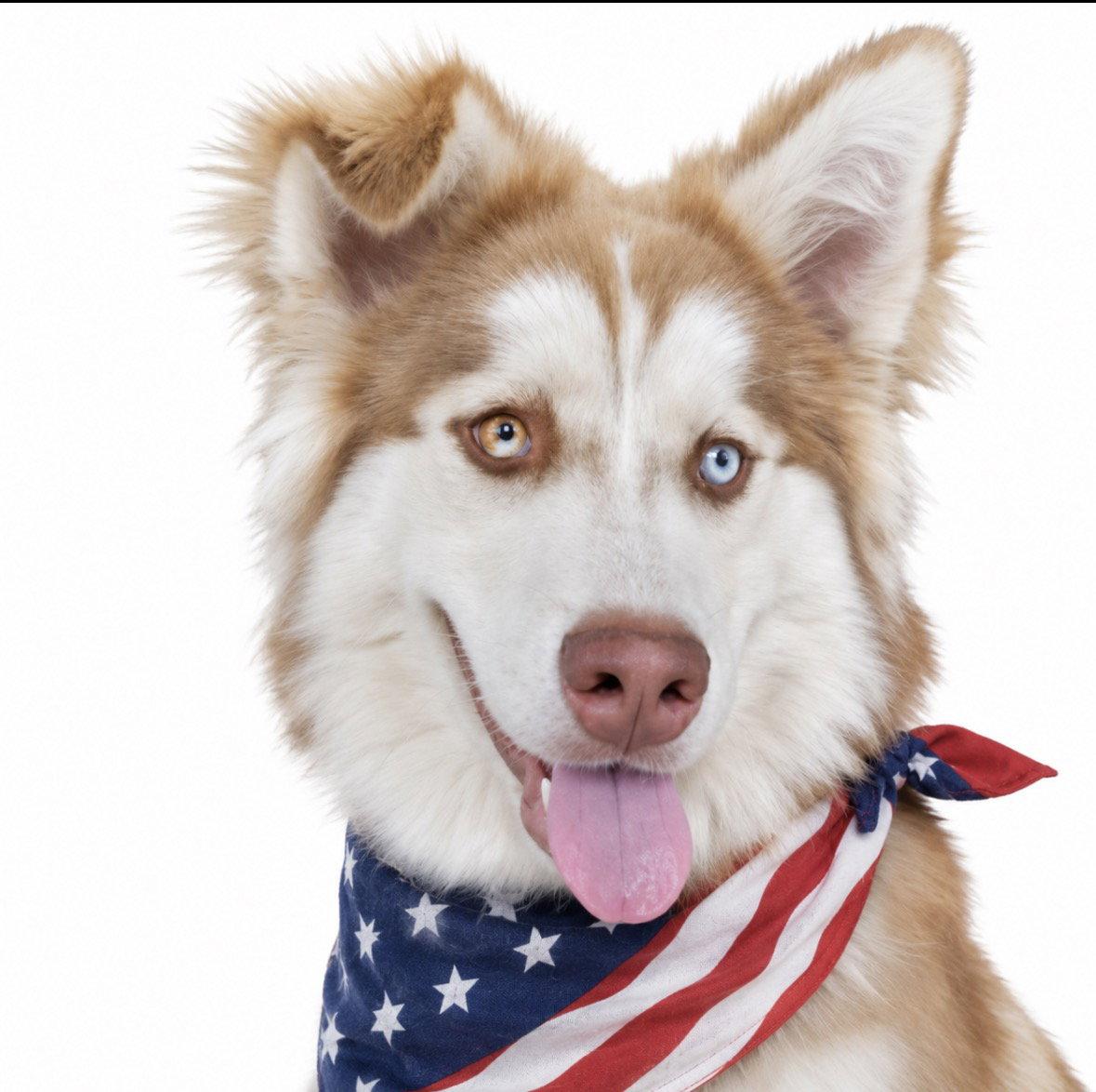 Enlarge Whiskey, a Adoptable Border Collie in Mount Laurel, NJ image 2/2