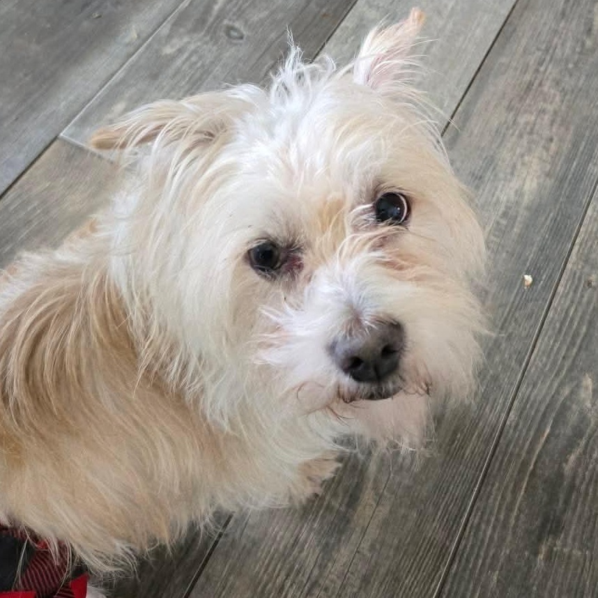 Stimpy, ADOPTABLE, Adult Male Terrier.