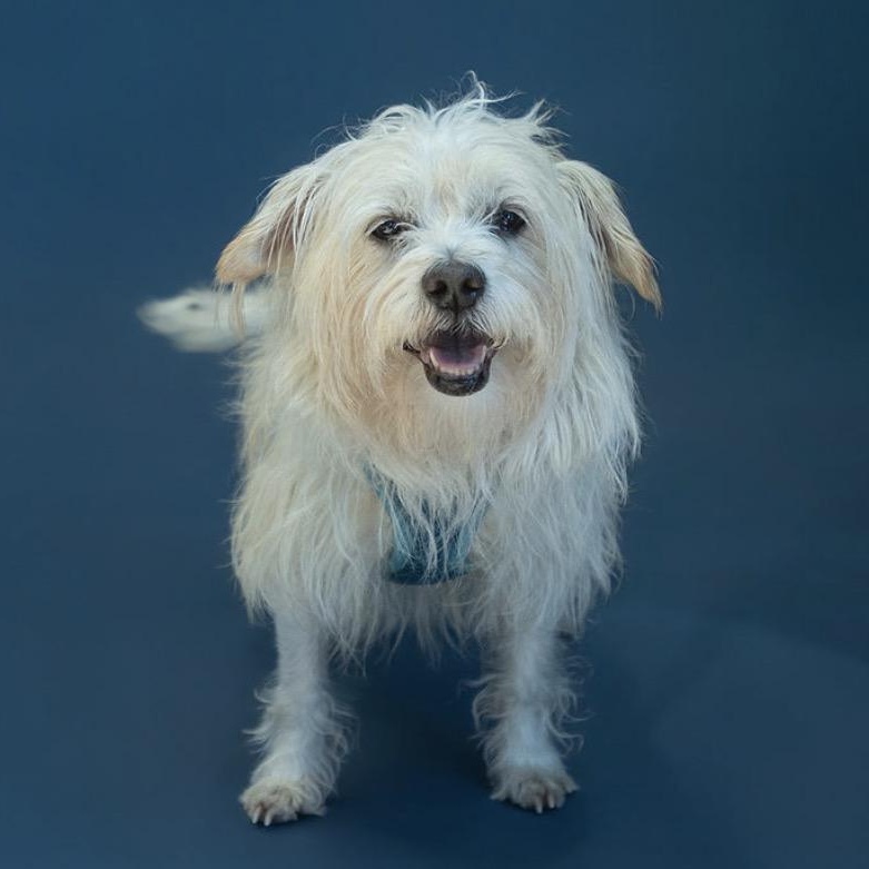 Stimpy, ADOPTABLE, Adult Male Terrier.