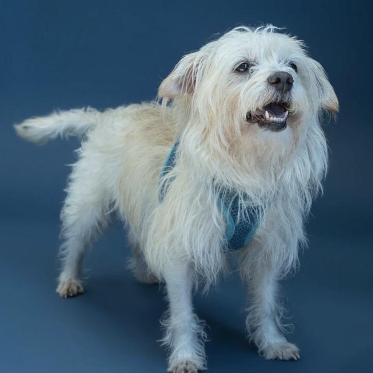 Stimpy, a ADOPTABLE mixed breed in Rochester, NY image 4/6