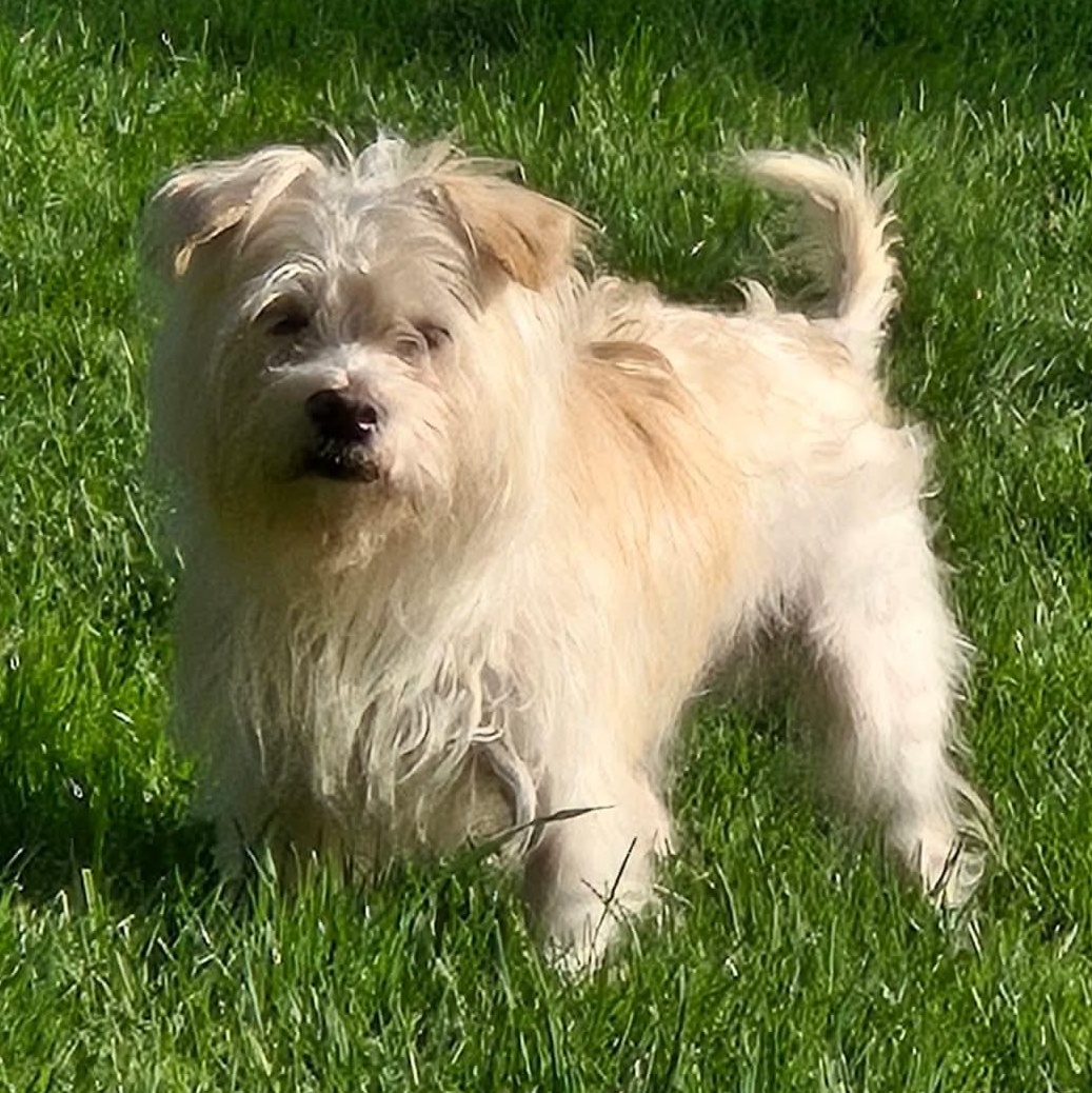 Stimpy, a ADOPTABLE mixed breed in Rochester, NY image 6/6