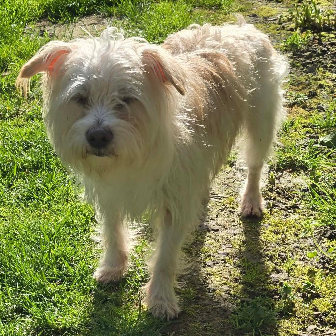 Stimpy, a ADOPTABLE mixed breed in Rochester, NY image 2/6