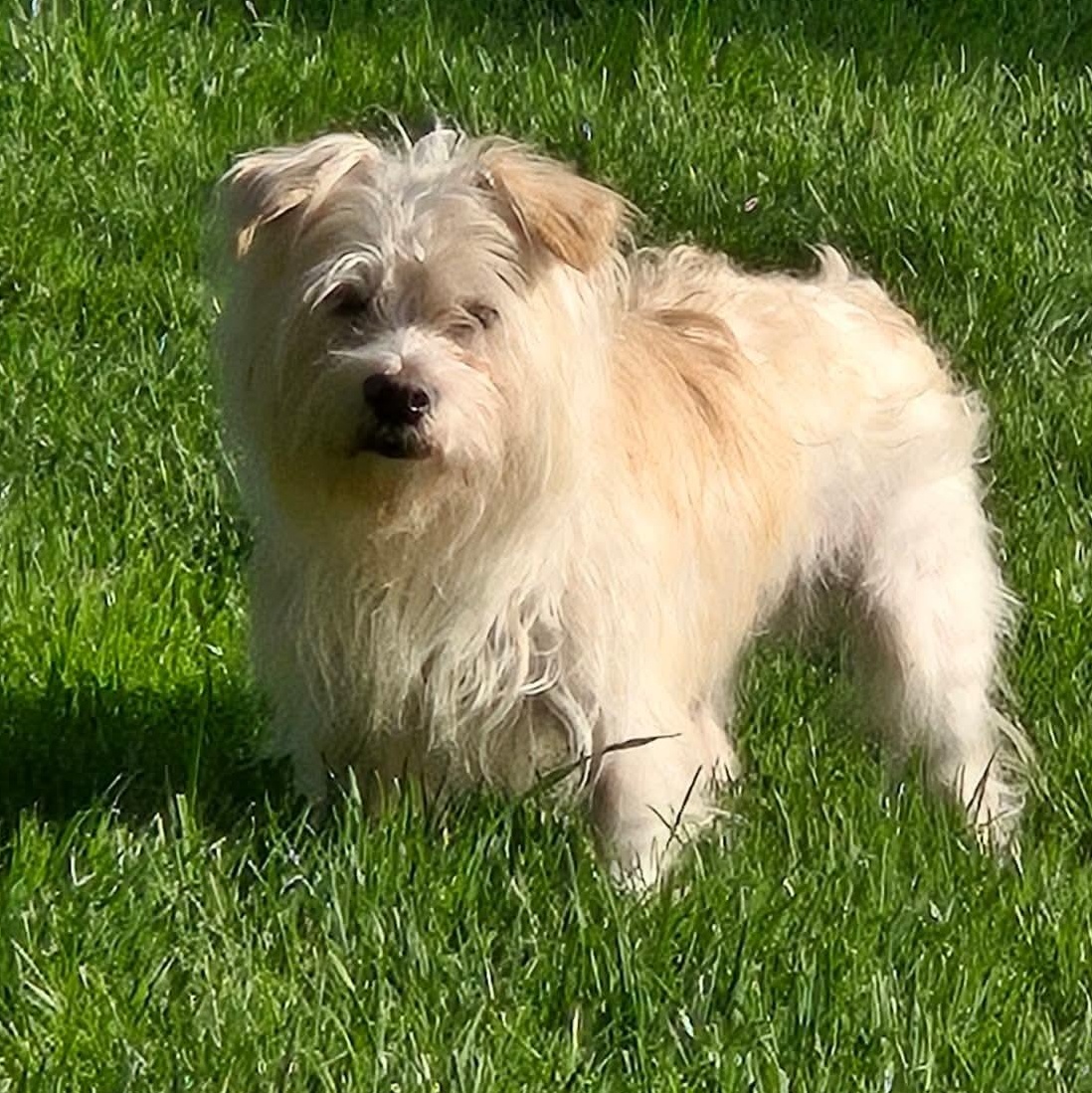 Stimpy, a ADOPTABLE mixed breed in Rochester, NY image 5/6