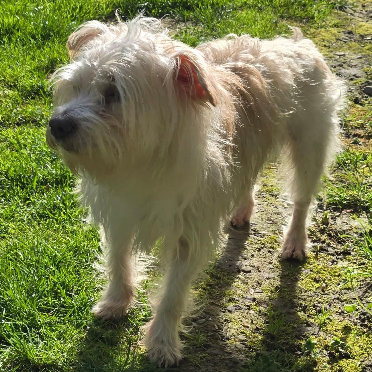 Stimpy, a ADOPTABLE mixed breed in Rochester, NY image 4/6