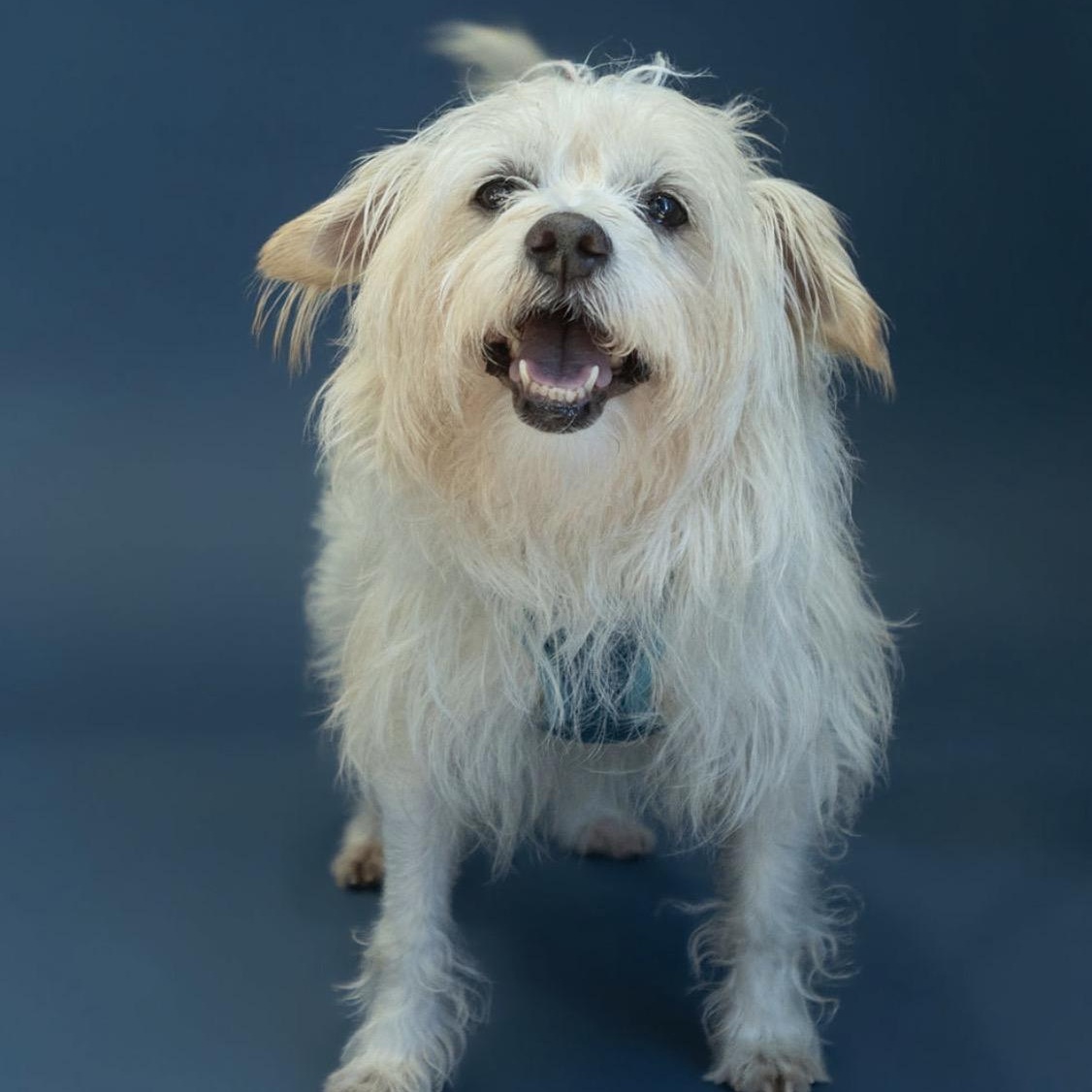 Stimpy, a ADOPTABLE mixed breed in Rochester, NY image 6/6