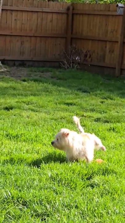 Enlarge Stimpy, a ADOPTABLE mixed breed in Rochester, NY video 3/6