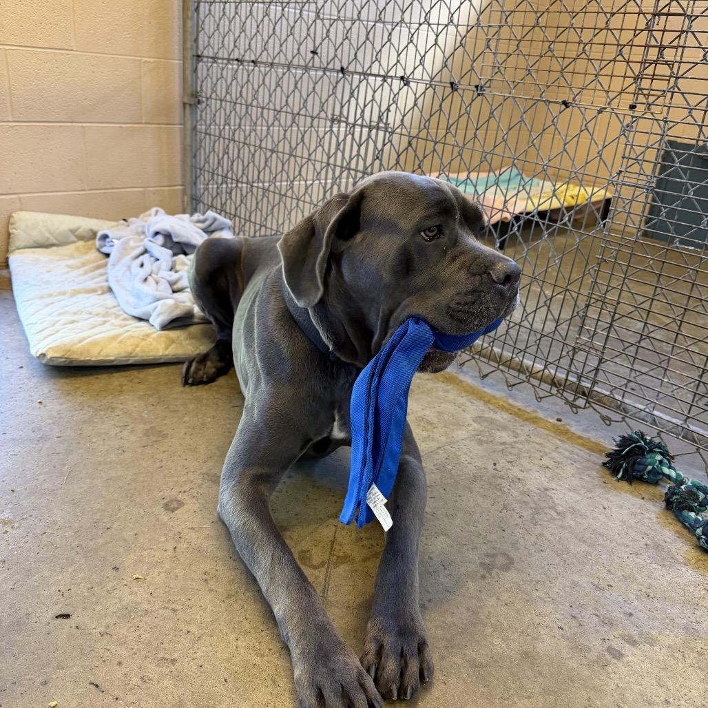 Duncan, Adoptable, Adult Male Mastiff & Labrador Retriever.
