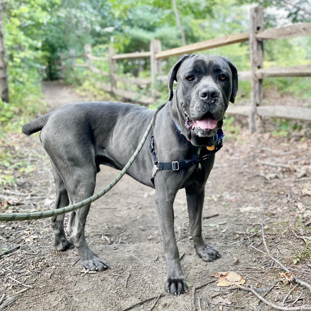 Enlarge Duncan, a Adoptable mixed breed in Scituate, MA image 1/2