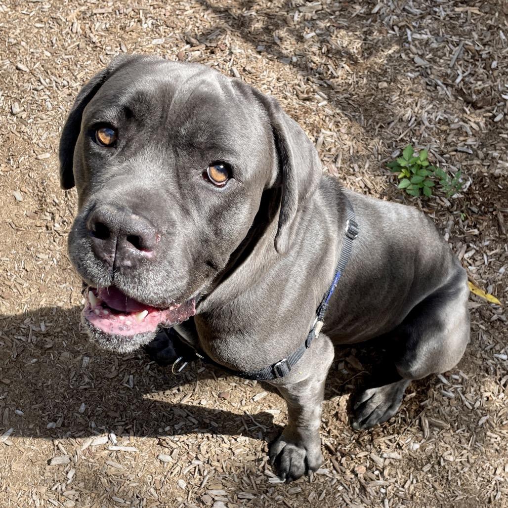 Enlarge Duncan, a Adoptable mixed breed in Scituate, MA image 2/2