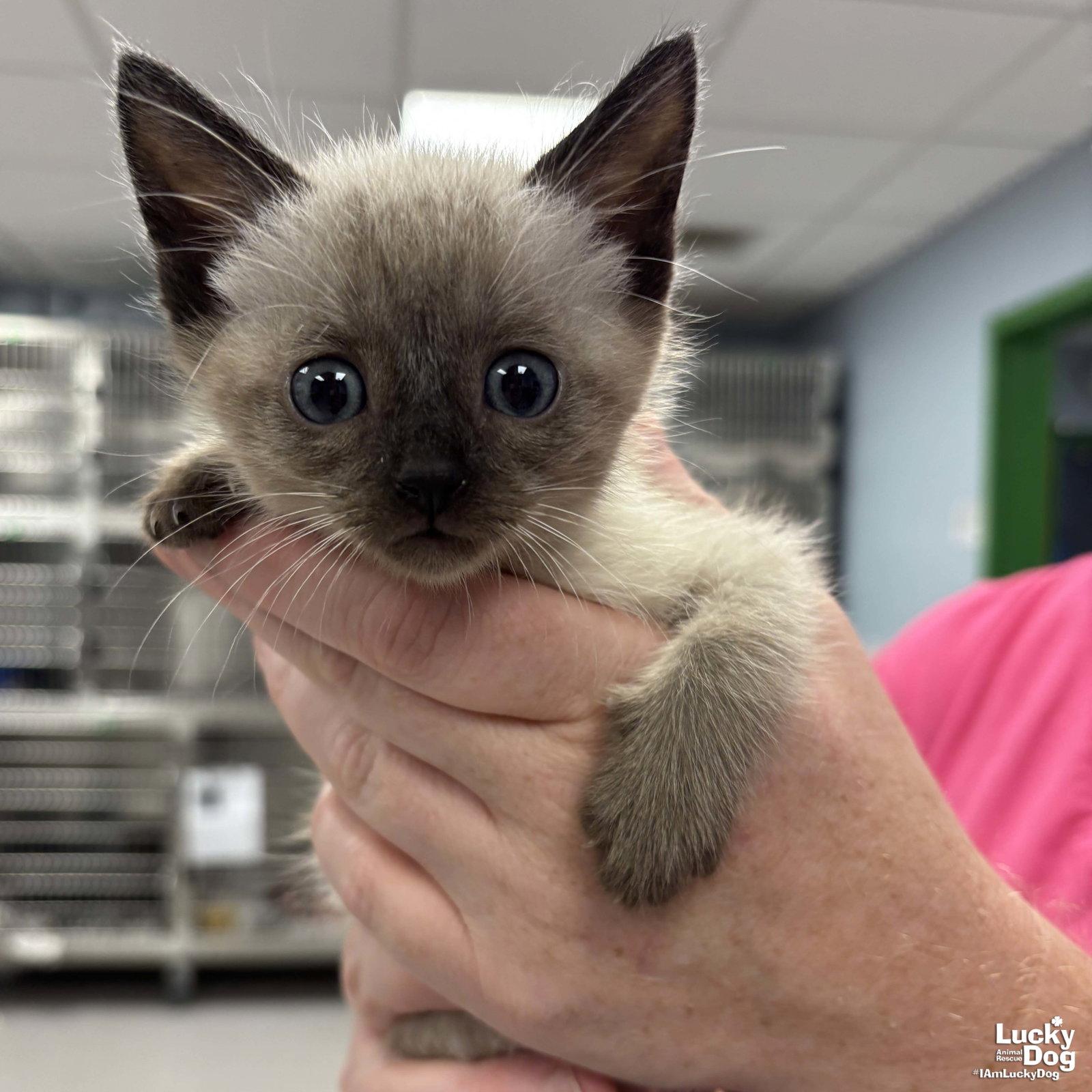 Scuba, Adopted, Kitten Male Siamese.