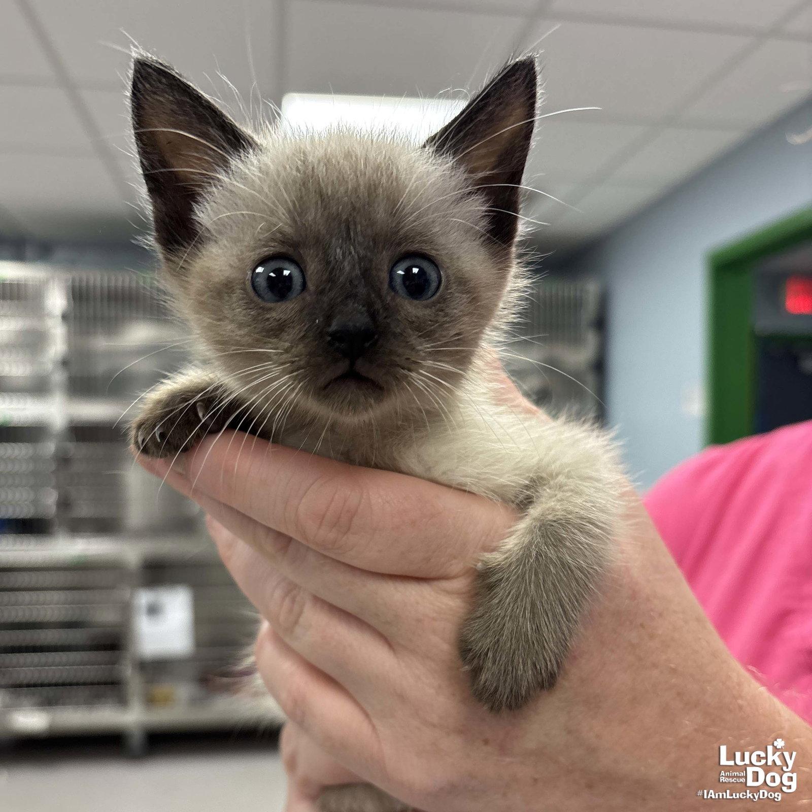 Scuba, a Adopted Siamese in Washington, DC image 2/3