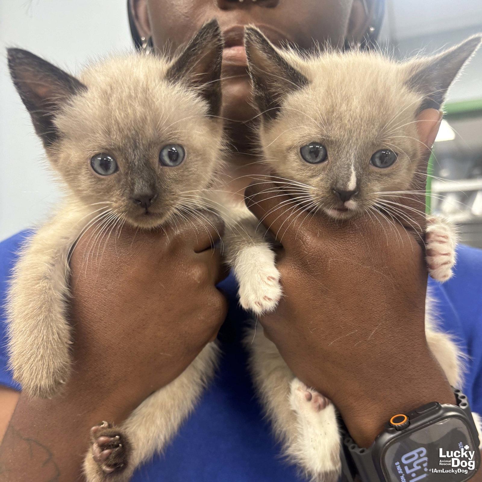 Scuba, a Adopted Siamese in Washington, DC image 3/3
