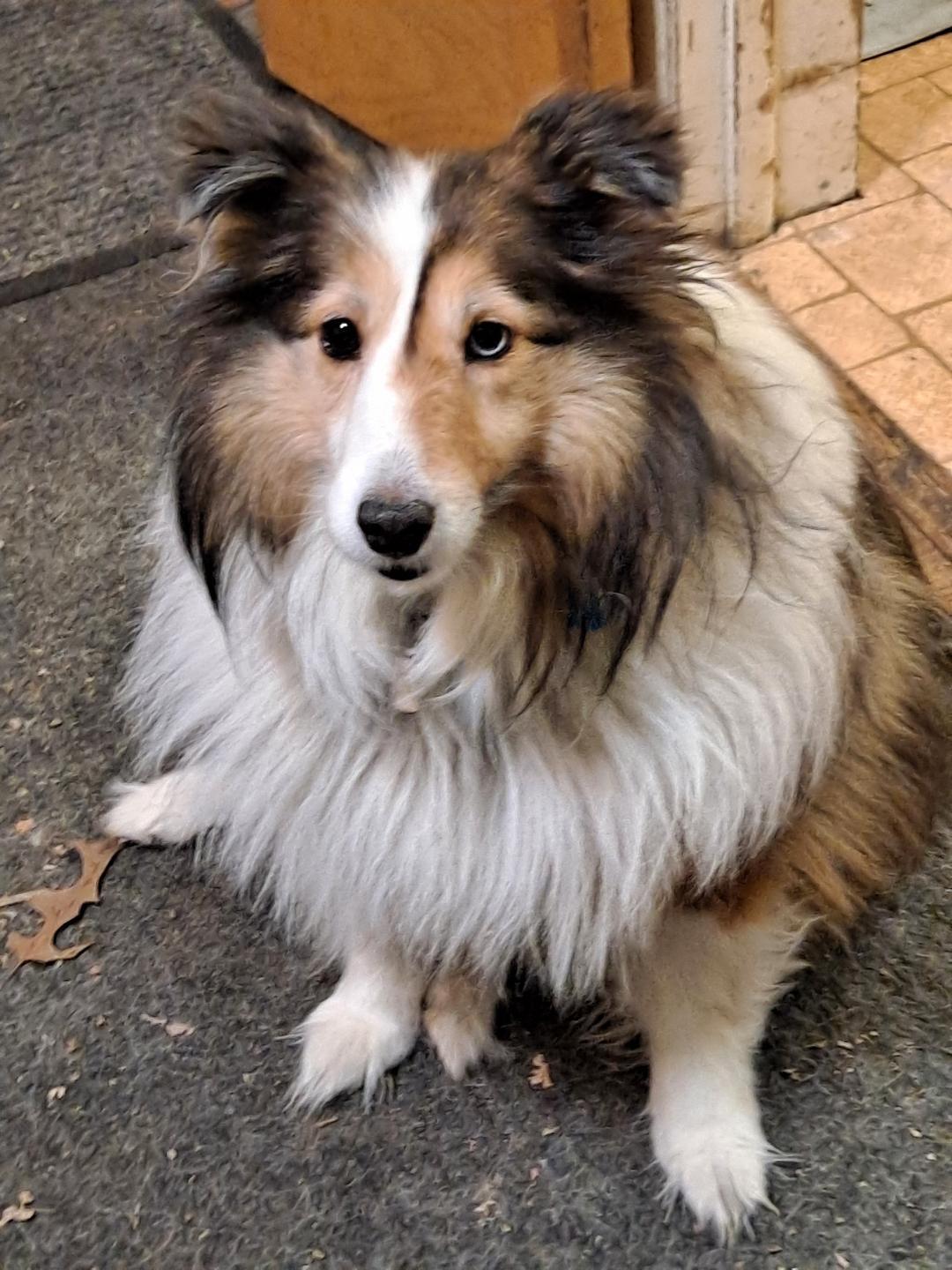 Enlarge Sophie 2026, a Adopted Shetland Sheepdog / Sheltie in Mission, KS image 1/1