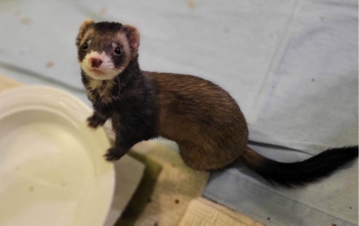 Enlarge Spike, a ADOPTABLE Ferret in Acworth, GA image 1/1