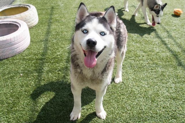CLARK KENT, Adoptable, Adult Male Siberian Husky.