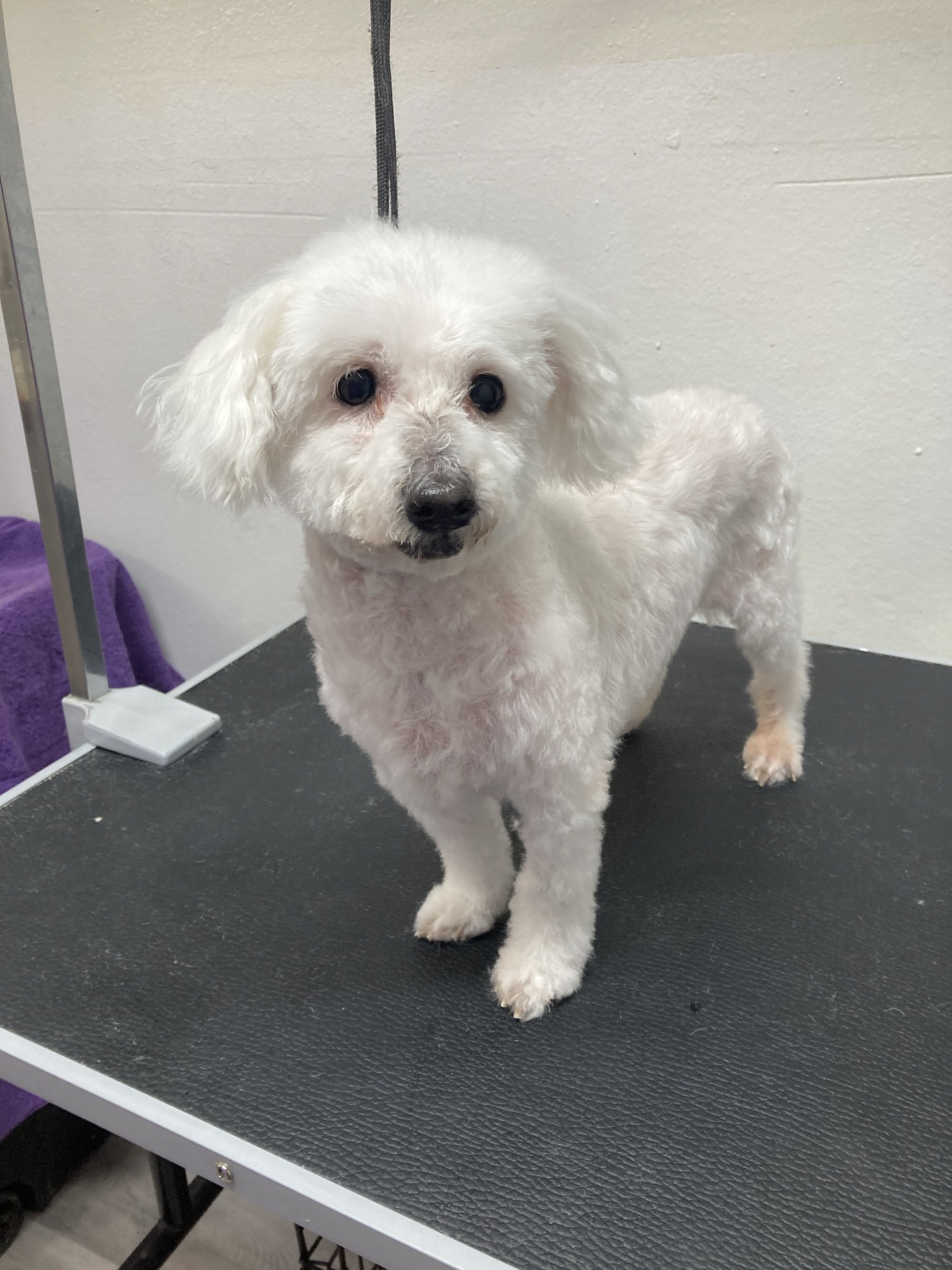Dog for adoption Gordon, a Poodle (Toy) in Las Vegas, NV Petfinder