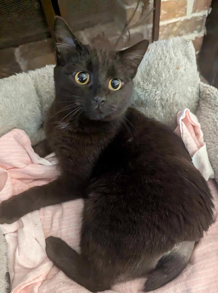 Enlarge Pepper, a Adoptable mixed breed in Grovetown, GA image 1/1