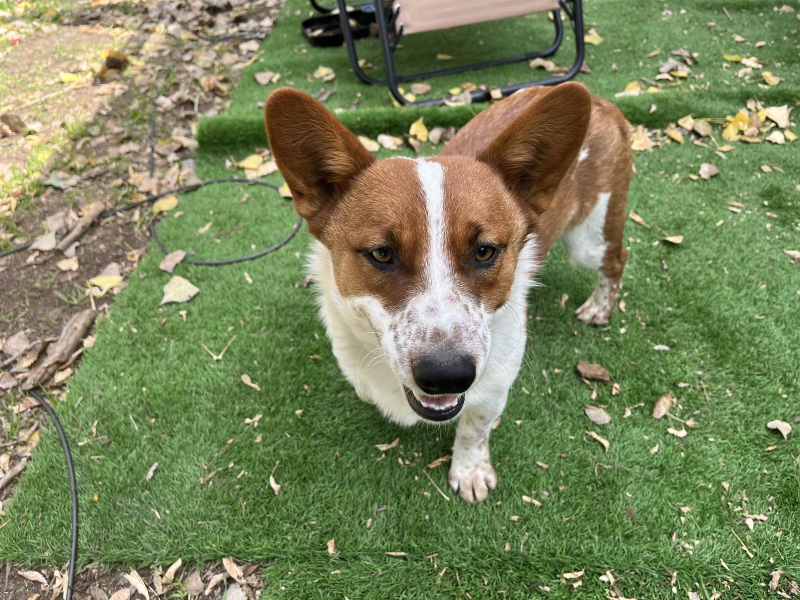 Taz, Adoptable, Young Male Corgi & Cattle Dog.