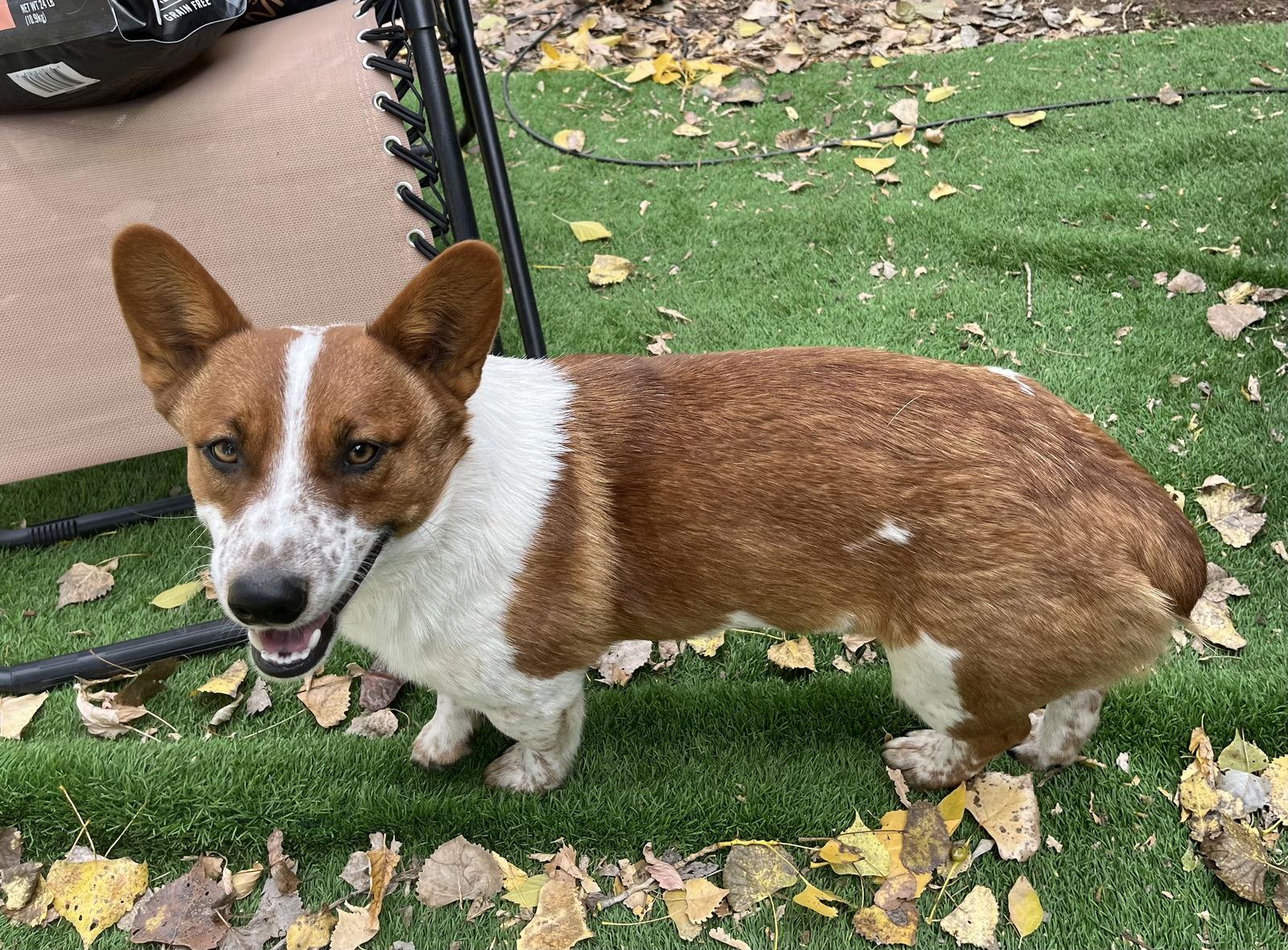 Enlarge Taz, a Adoptable mixed breed in Denver, CO image 2/3