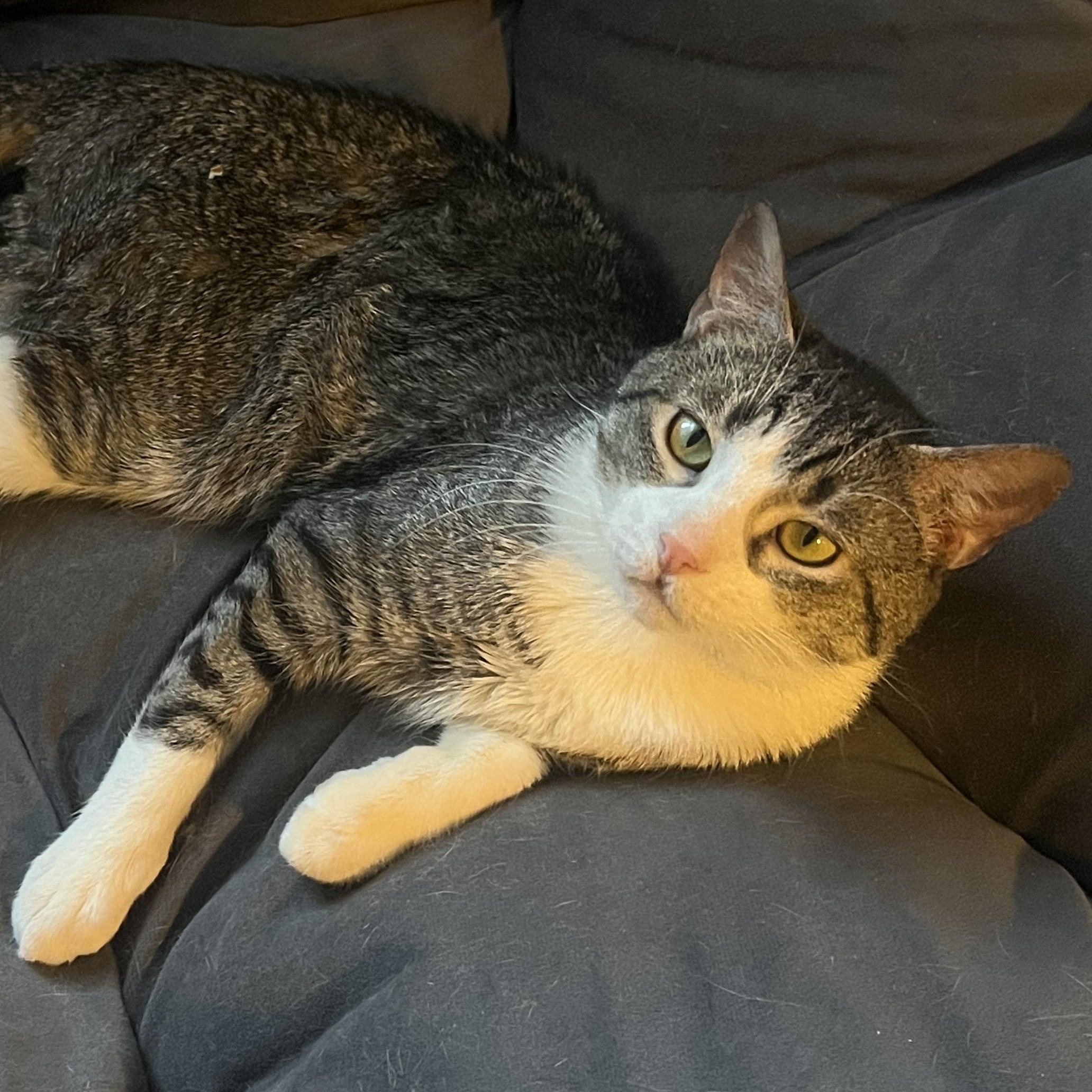 Skyler, ADOPTABLE, Young Male Domestic Short Hair.