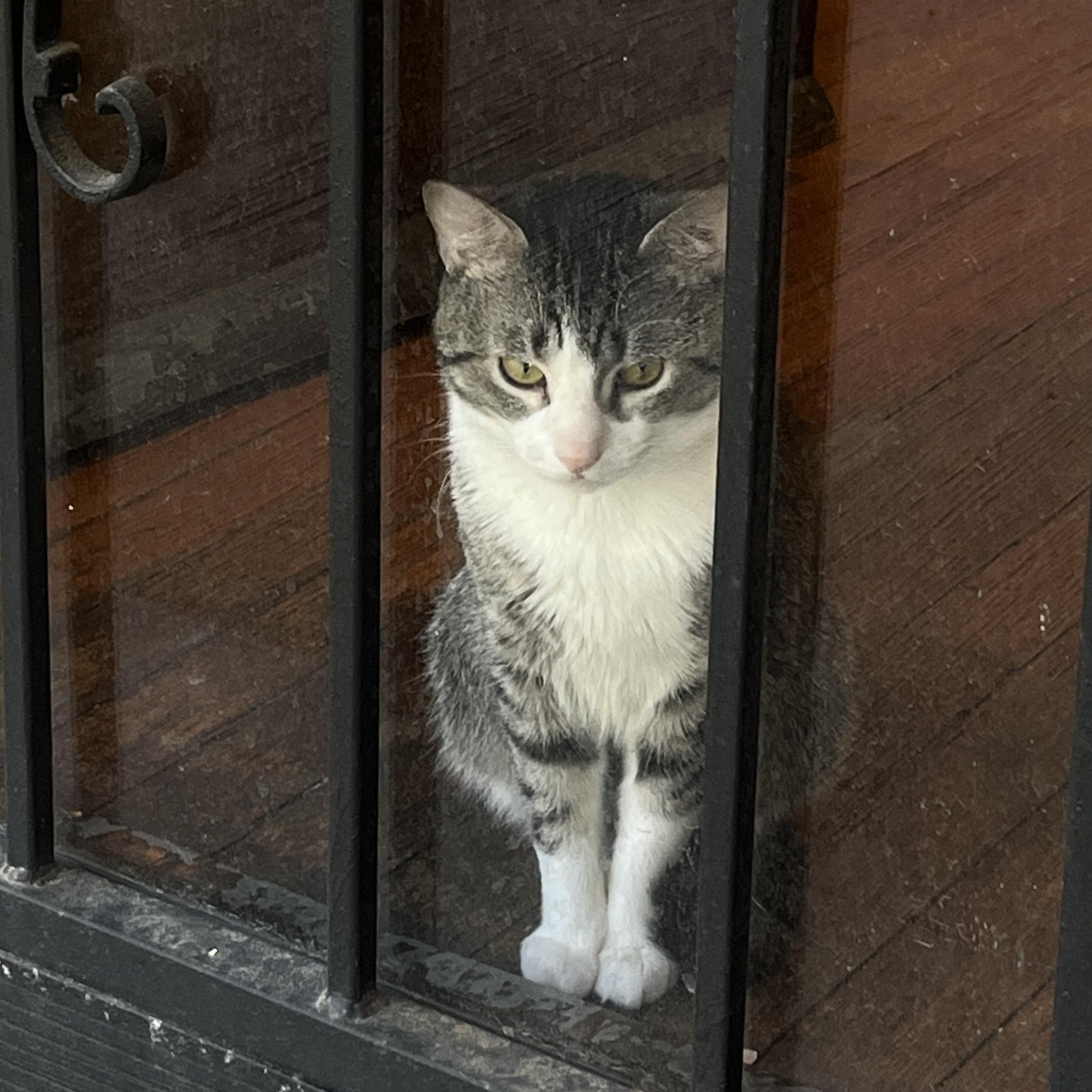 Skyler, a ADOPTABLE Domestic Short Hair in Baltimore, MD image 2/6