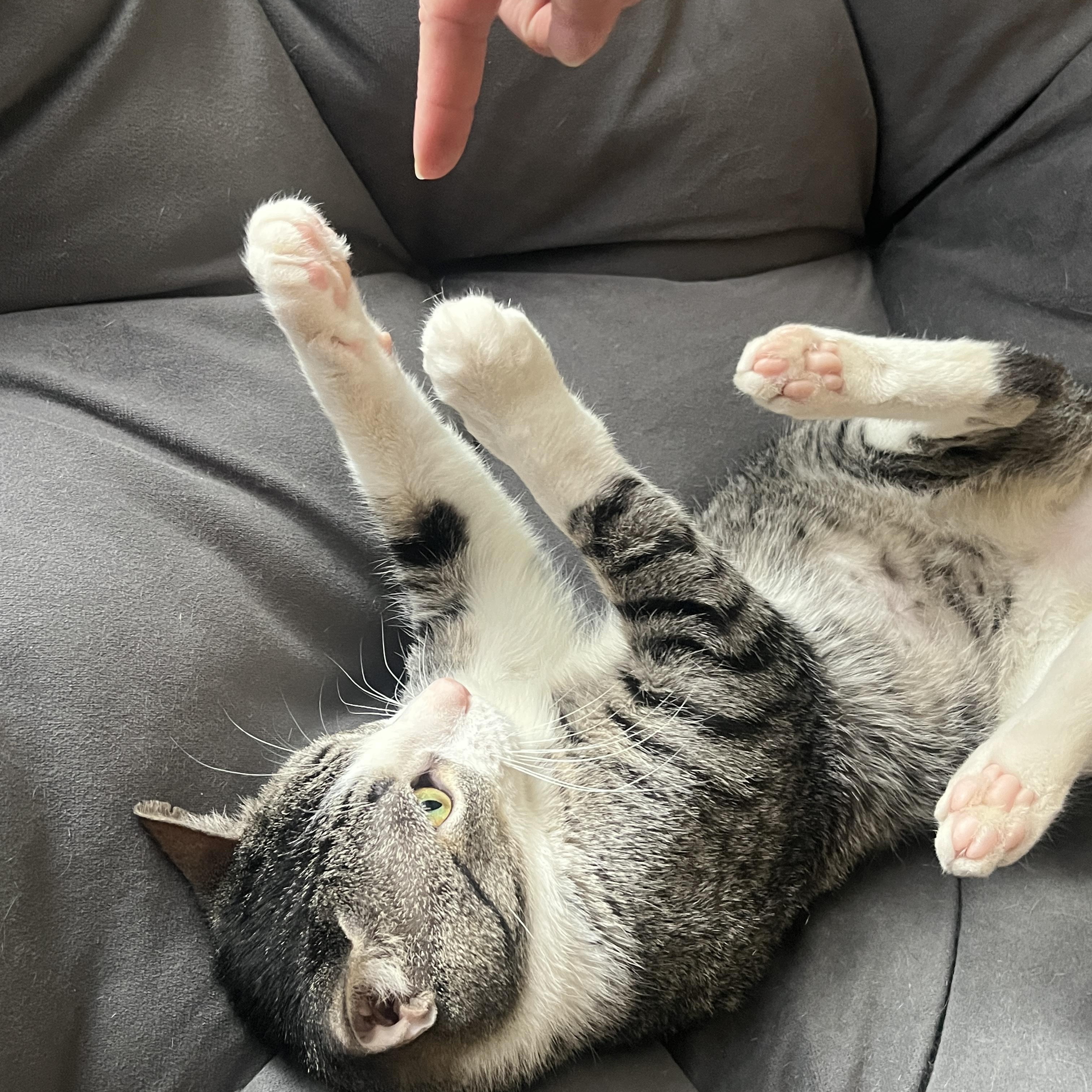Skyler, a ADOPTABLE Domestic Short Hair in Baltimore, MD image 6/6
