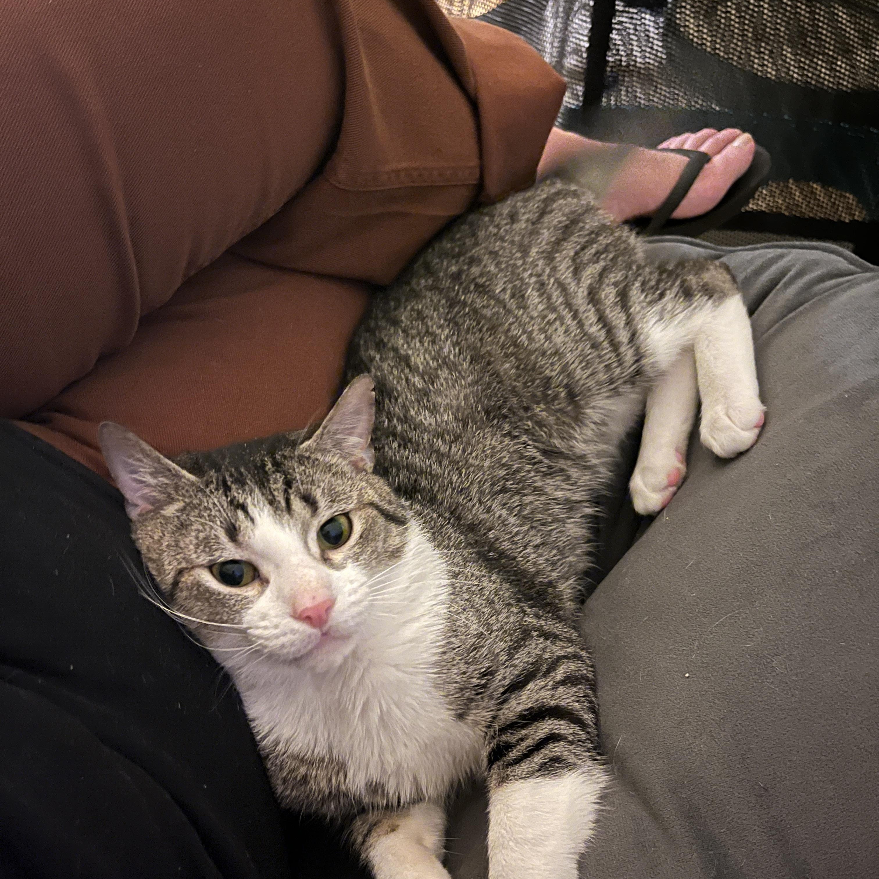 Skyler, a ADOPTABLE Domestic Short Hair in Baltimore, MD image 4/6
