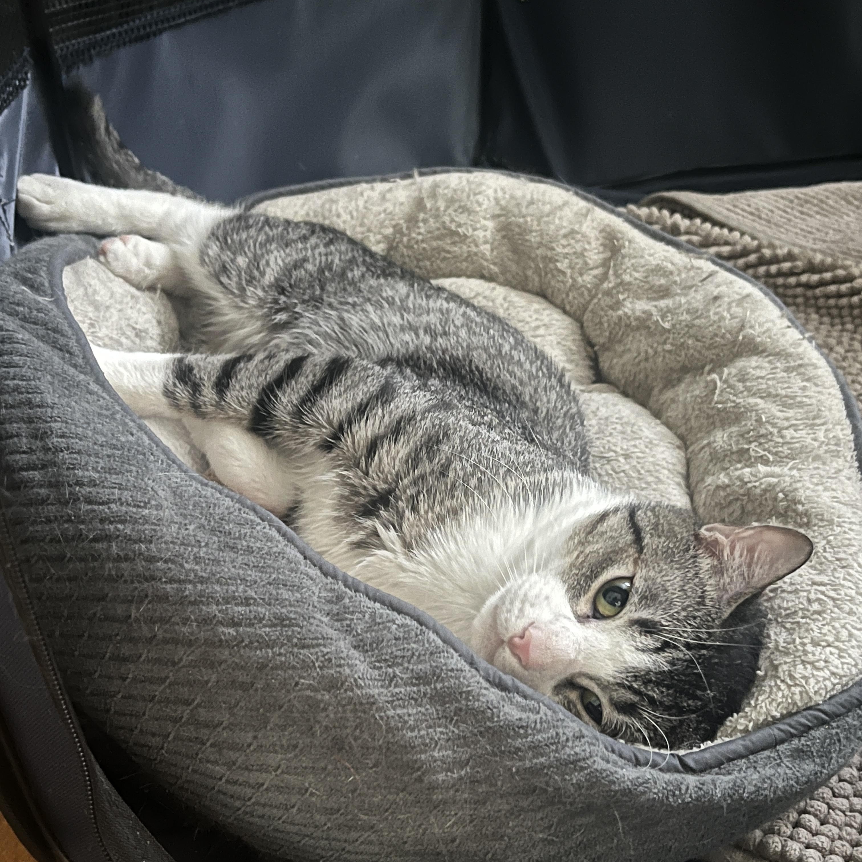 Skyler, a ADOPTABLE Domestic Short Hair in Baltimore, MD image 5/6