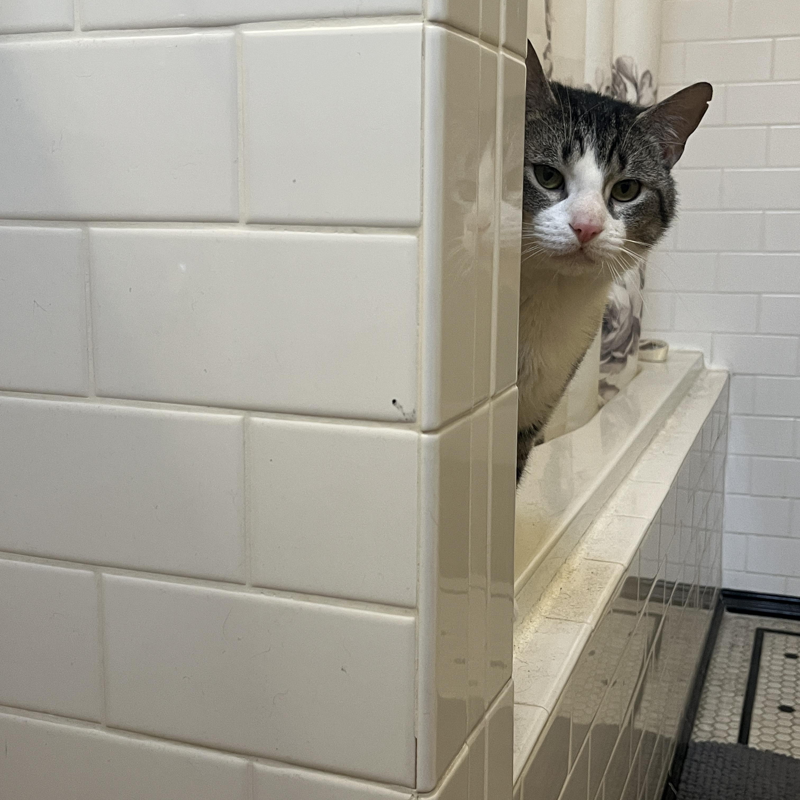 Skyler, a ADOPTABLE Domestic Short Hair in Baltimore, MD image 3/6