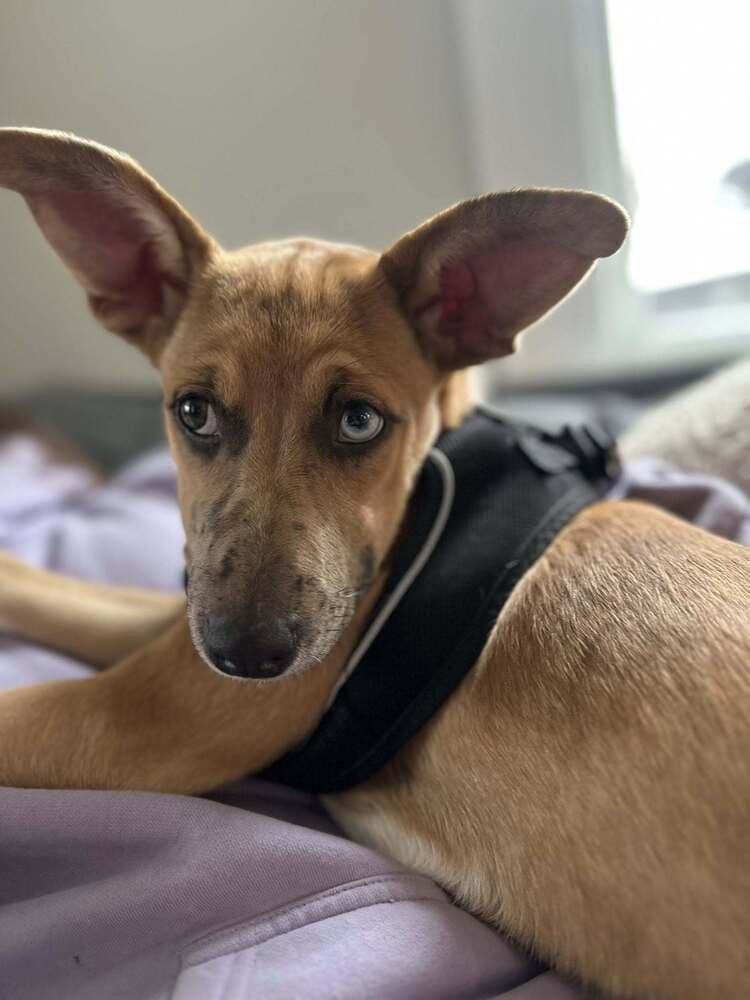 Candy, Adoptable, Puppy Female Retriever & Catahoula Leopard Dog.