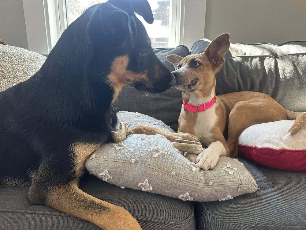 Enlarge Candy, a Adoptable mixed breed in Saugus, MA image 2/6