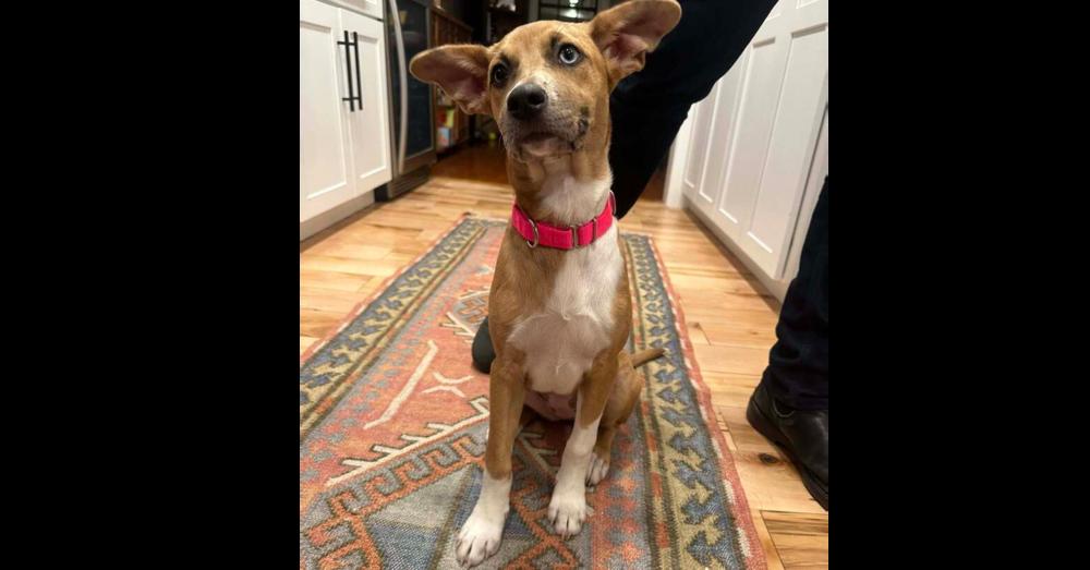 Enlarge Candy, a Adoptable mixed breed in Saugus, MA image 3/6