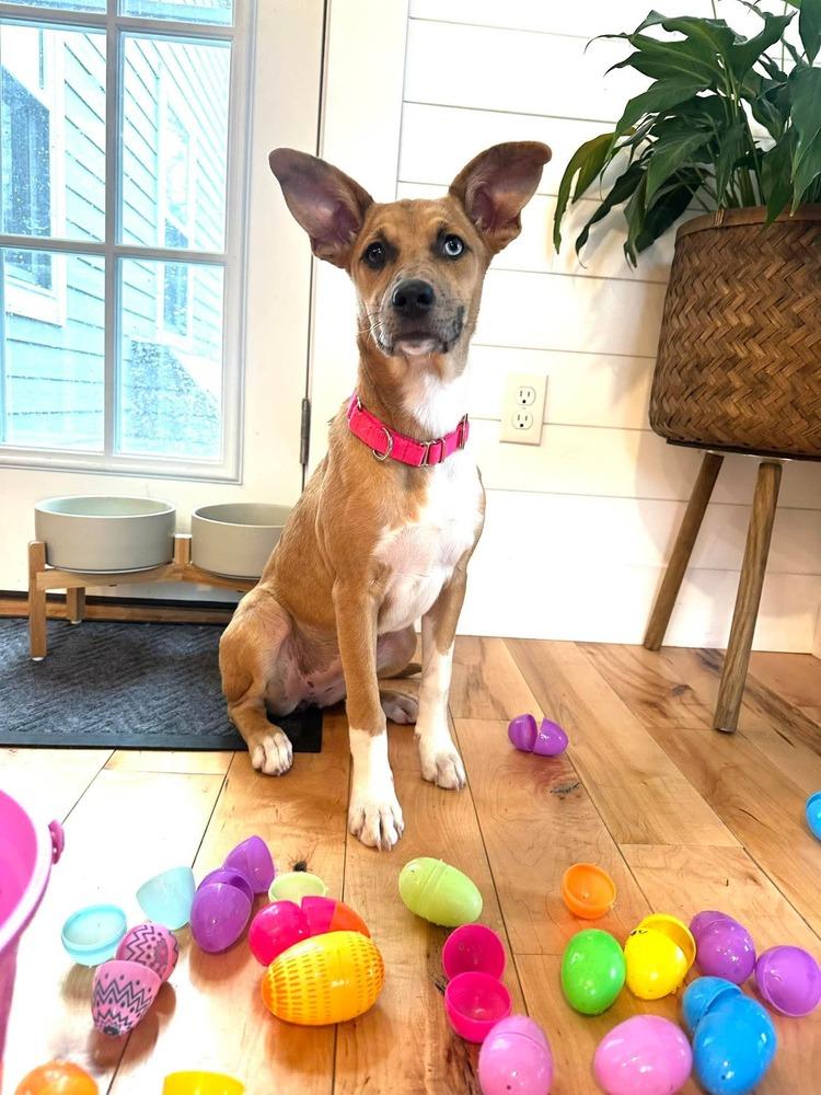 Enlarge Candy, a Adoptable mixed breed in Saugus, MA image 3/6