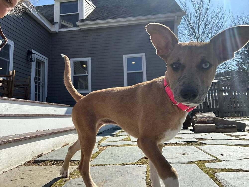 Enlarge Candy, a Adoptable mixed breed in Saugus, MA image 4/6