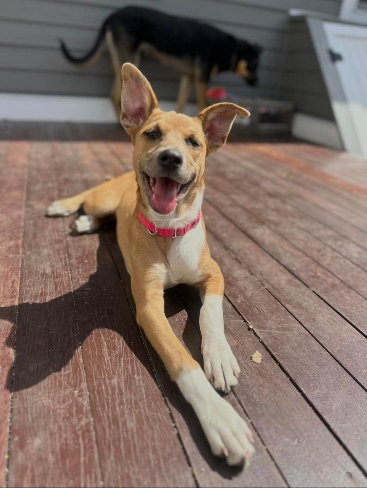 Enlarge Candy, a Adoptable mixed breed in Saugus, MA image 5/6