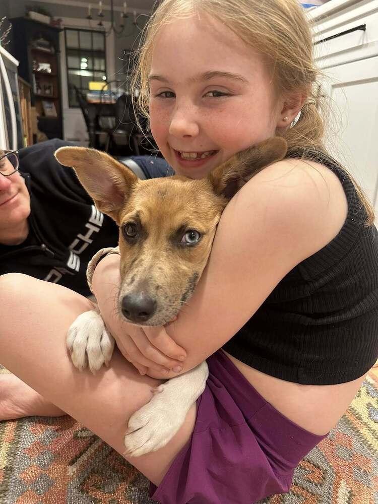 Enlarge Candy, a Adoptable mixed breed in Saugus, MA image 5/6