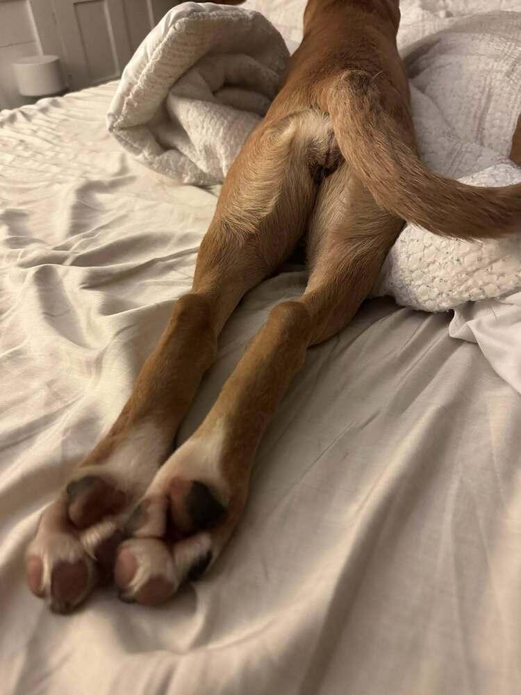 Enlarge Candy, a Adoptable mixed breed in Saugus, MA image 6/6