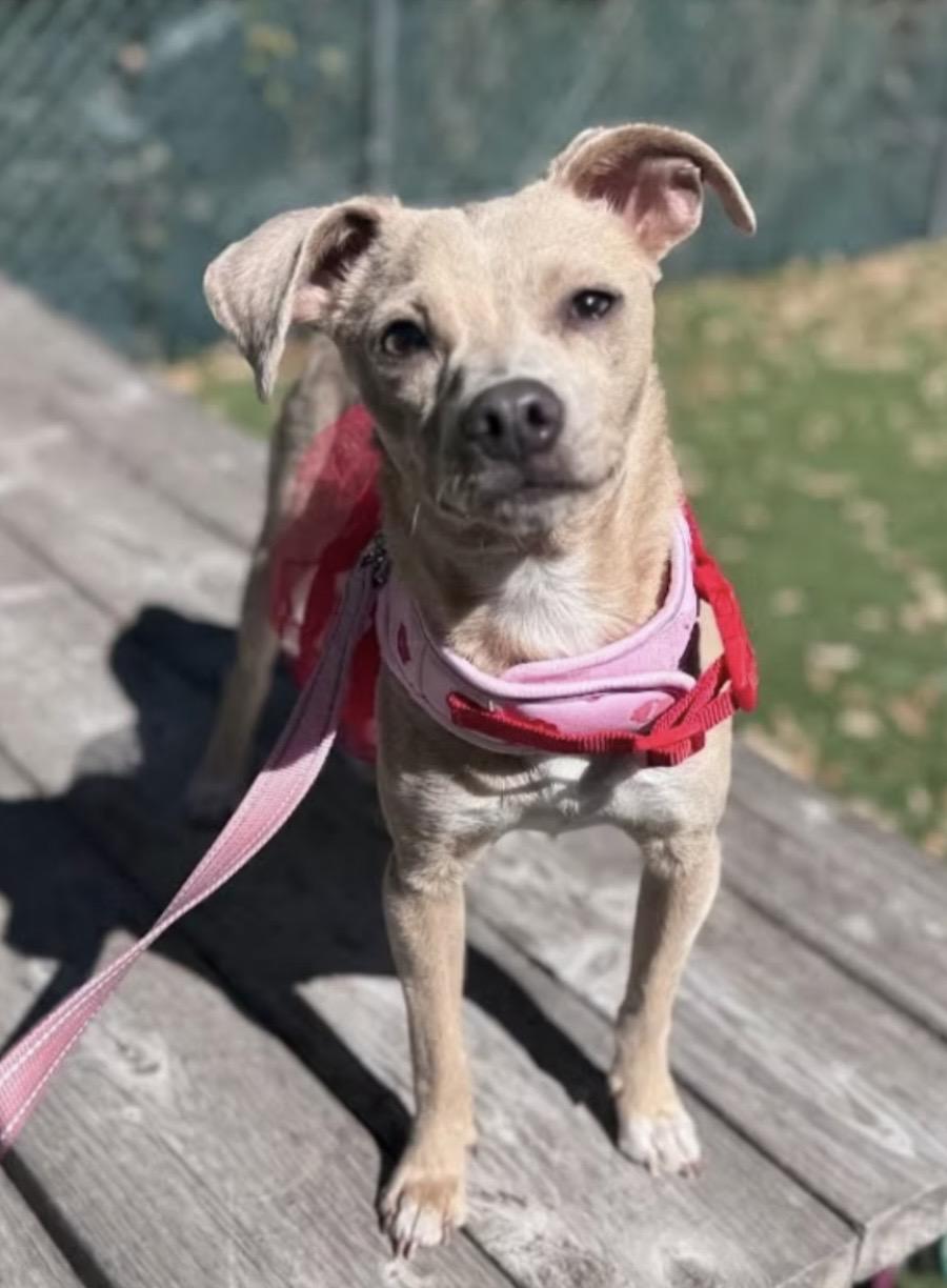 Peanut, adopted, Young Female Mixed Breed.