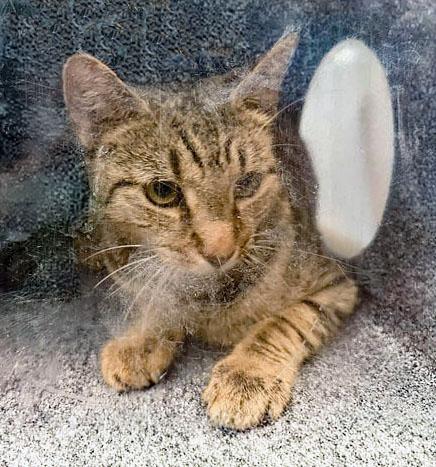 Autumn, Adopted, Adult Female Domestic Short Hair.
