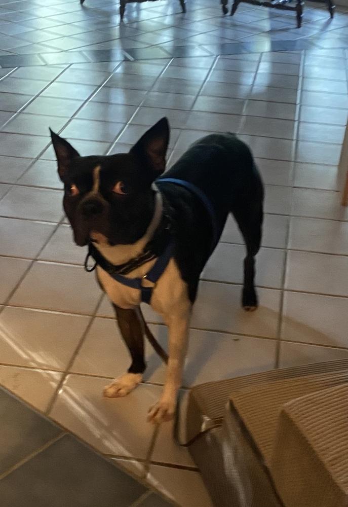 Fenway Cooper KY4870, a Adoptable Boston Terrier in Maryville, TN image 2/4