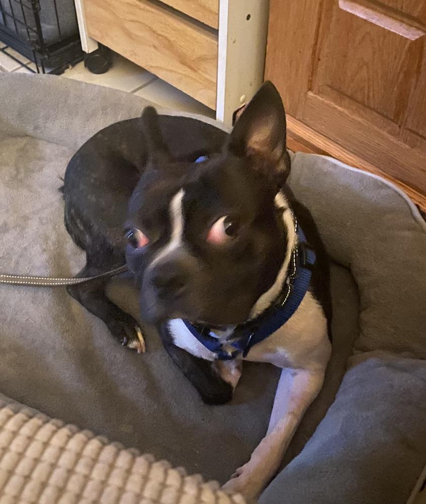 Fenway Cooper KY4870, a Adoptable Boston Terrier in Maryville, TN image 3/4