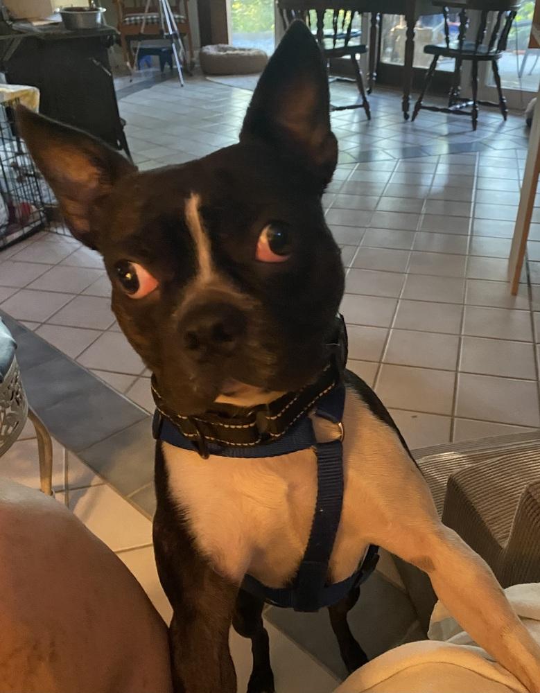 Fenway Cooper KY4870, a Adoptable Boston Terrier in Maryville, TN image 4/4